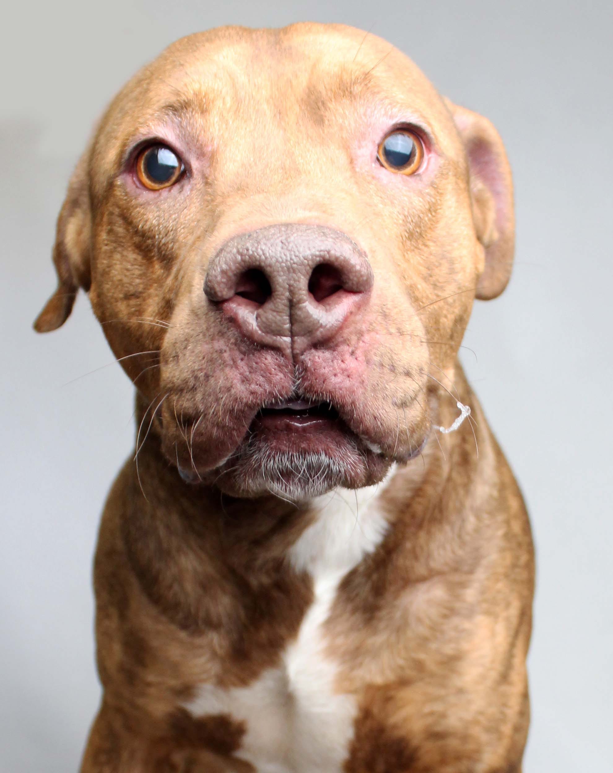 young williams animal shelter cats